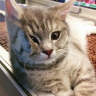 Катрина